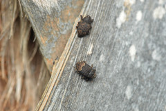 Pseudoacalles nuchalis