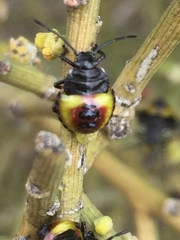Aplerotus