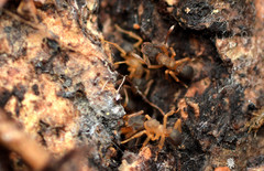 Cyphomyrmex minutus