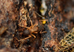 Cyphomyrmex minutus