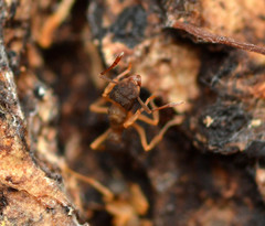 Cyphomyrmex minutus