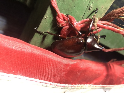 Siamese Rhinoceros Beetle