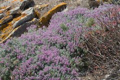 Teucrium marum