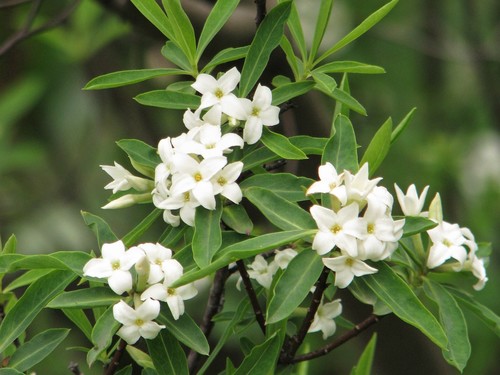 Caucasian daphne (Daphne caucasica)
