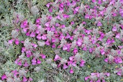 Teucrium marum