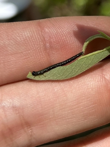 iNaturalist observation photo of Butterflies and Moths