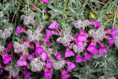 Teucrium marum