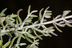 Teucrium marum