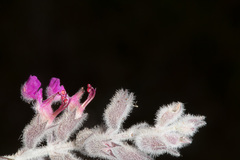 Teucrium marum