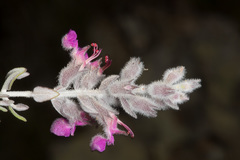 Teucrium marum