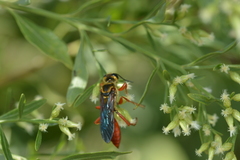 Sphex jamaicensis