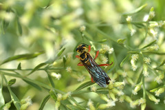 Sphex jamaicensis