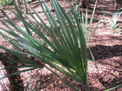 Sabal uresana