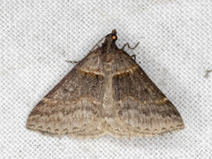 Dichromodes atrosignata