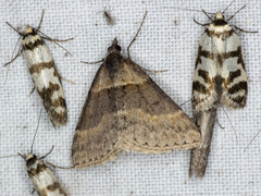 Dichromodes atrosignata