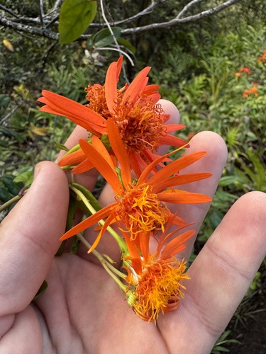 Pseudogynoxys chenopodioides observed 2024-10-30