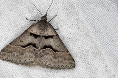 Dichromodes atrosignata