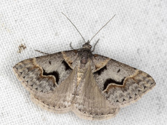 Dichromodes atrosignata