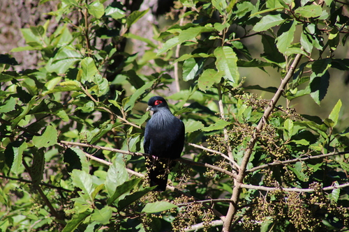 Madagascar Blue Pigeon (Alectroenas madagascariensis)