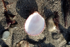 Acrosterigma maculosum