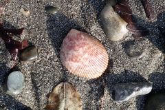 Acrosterigma maculosum