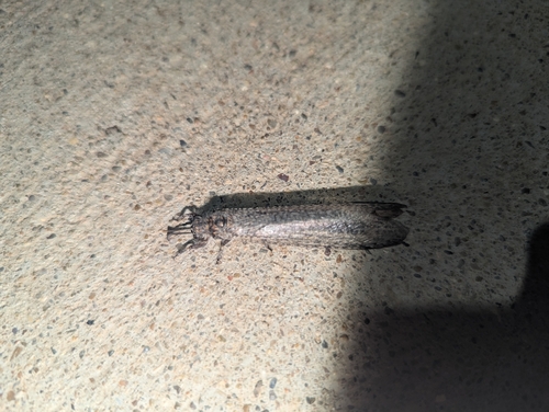 Paranthaclisis hageni