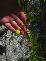 Physalis angustifolia
