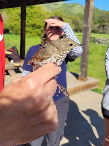 iNaturalist observation photo of Hermit Thrush