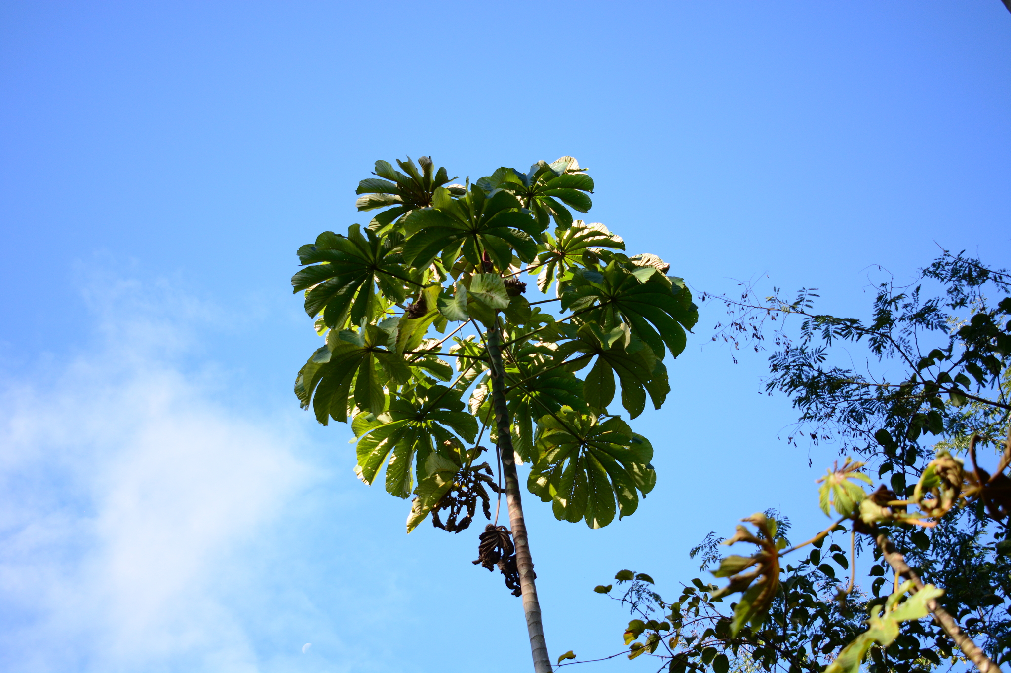 Cecropia glaziovii