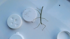 Ocnophiloidea regularis