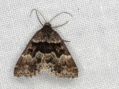 Dichromodes ainaria