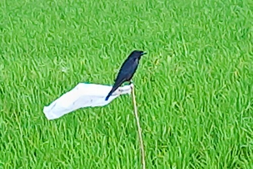 Black Drongo
