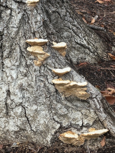 Fomitopsis dickinsii