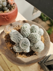Mammillaria herrerae