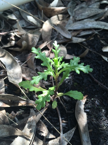 Senecio sylvaticus observed 2019-10-31