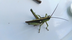Agriacris jucunda