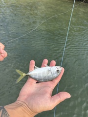 Horse-Eye Jack