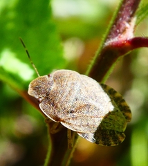 Sciocoris homalonotus