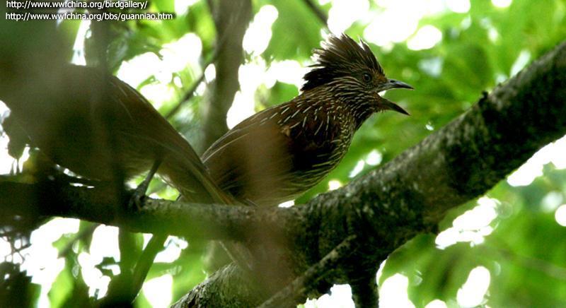 Striated Laughingthrush