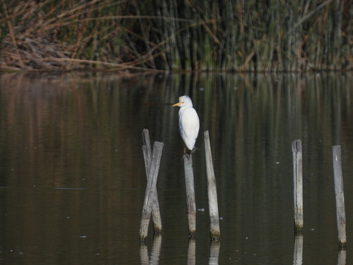 iNaturalist observation photo of Western Cattle-Egret