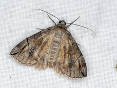 Dysbatus stenodesma