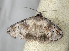 Dysbatus stenodesma