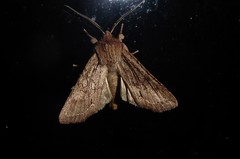 Ichneutica averilla
