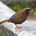 White-whiskered Laughingthrush - Photo (c) Sammy Sam, some rights reserved (CC BY-SA)