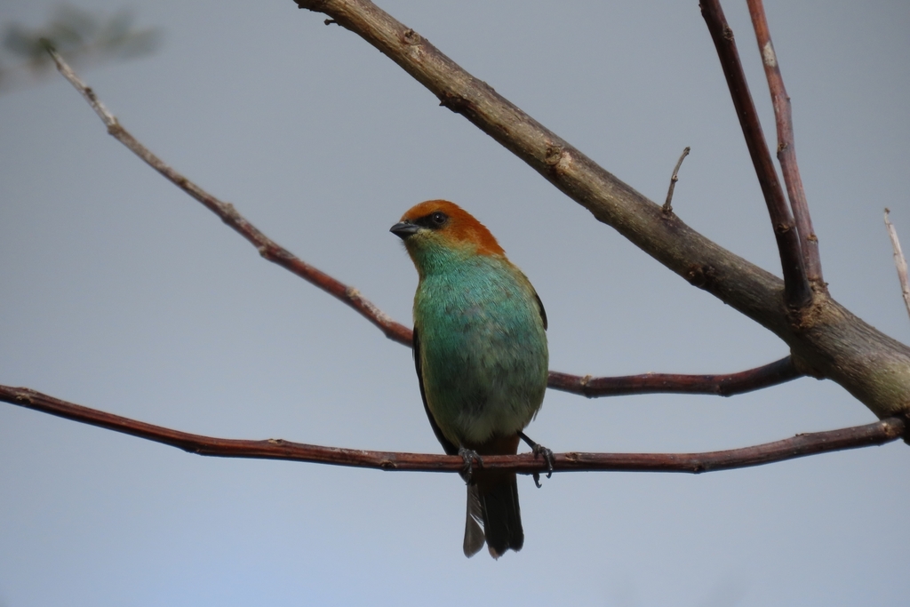 Chestnut-backed Tanager