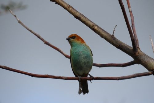 Chestnut-backed Tanager