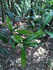 Helicia cochinchinensis