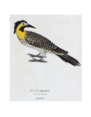 Dryobates spilogaster