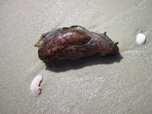 Mottled Seahare