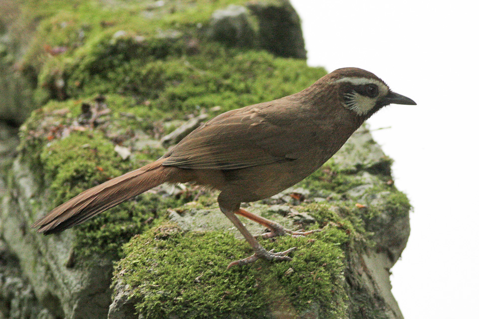 White-Browed Laughingthrush